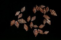 藏品(艷美斑馬峨螺)的圖片